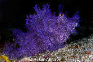 purple lacy rhinopea by Peter Allinson 